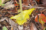 Yellow butterwort